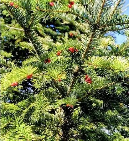 7pines Bijambare - Air Дом отдыха *